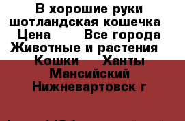 В хорошие руки шотландская кошечка › Цена ­ 7 - Все города Животные и растения » Кошки   . Ханты-Мансийский,Нижневартовск г.